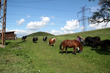 Shetlandsští pony