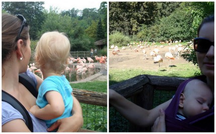 Srovnávačky 2011-2012 Zoo Praha